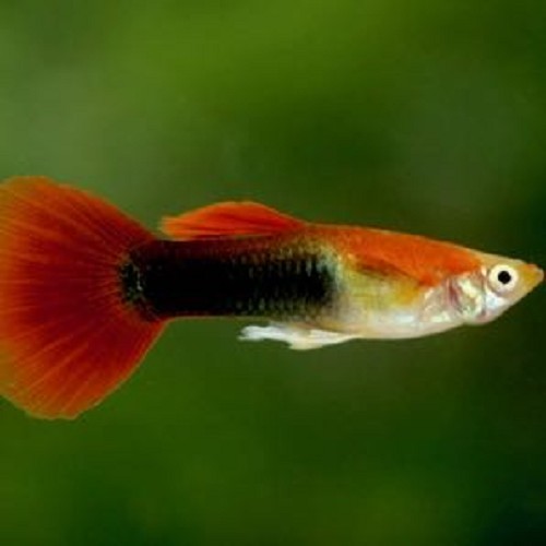 Guppy red tuxedo